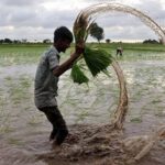 Delayed Monsoon Slows Kharif Sowing Across India