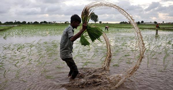 Delayed Monsoon Slows Kharif Sowing Across India