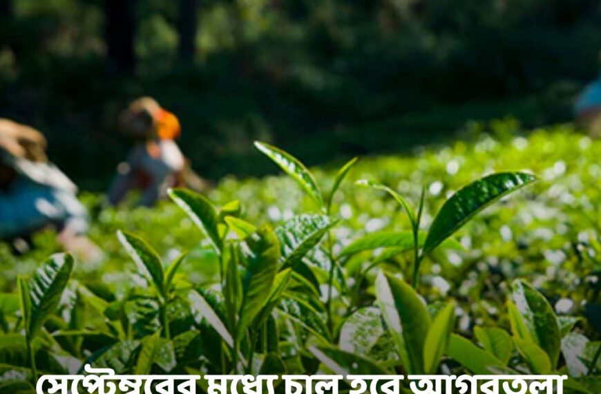 Agartala Tea Auction Centre Set to Become Operational by September-End
